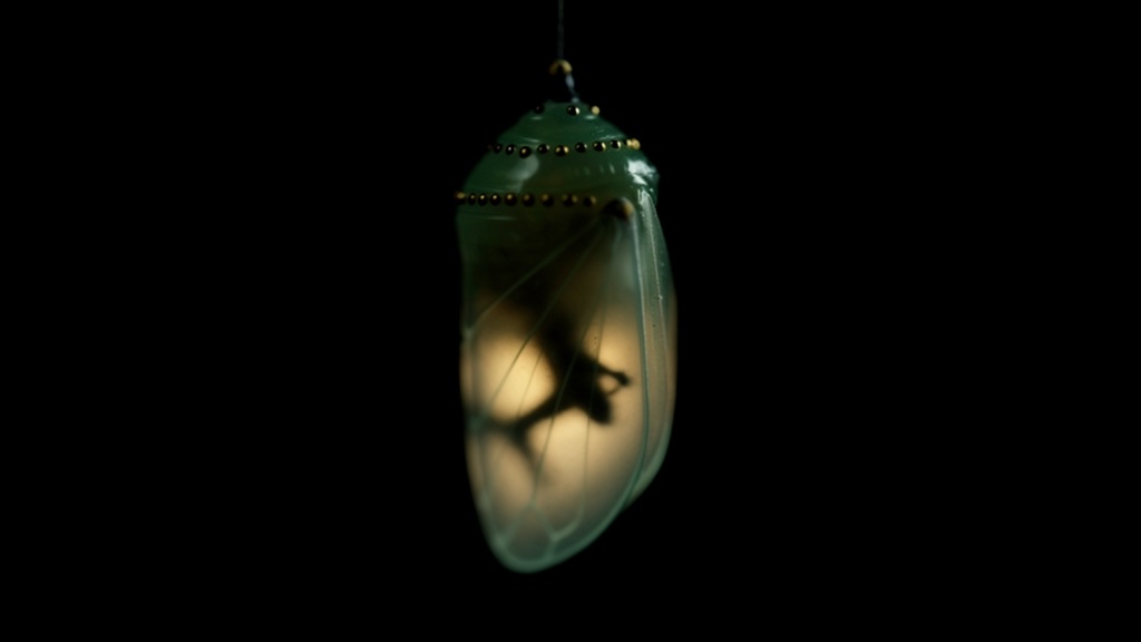 A monarch butterfly chrysalis glowing with interior light against pure black — transformation invisible from the outside