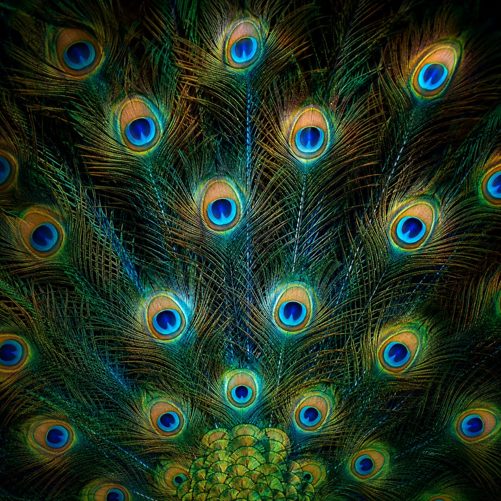 Close-up of peacock tail feathers showing iridescent eye-spots and structural color — 200 nano-crystal arrays, no pigment