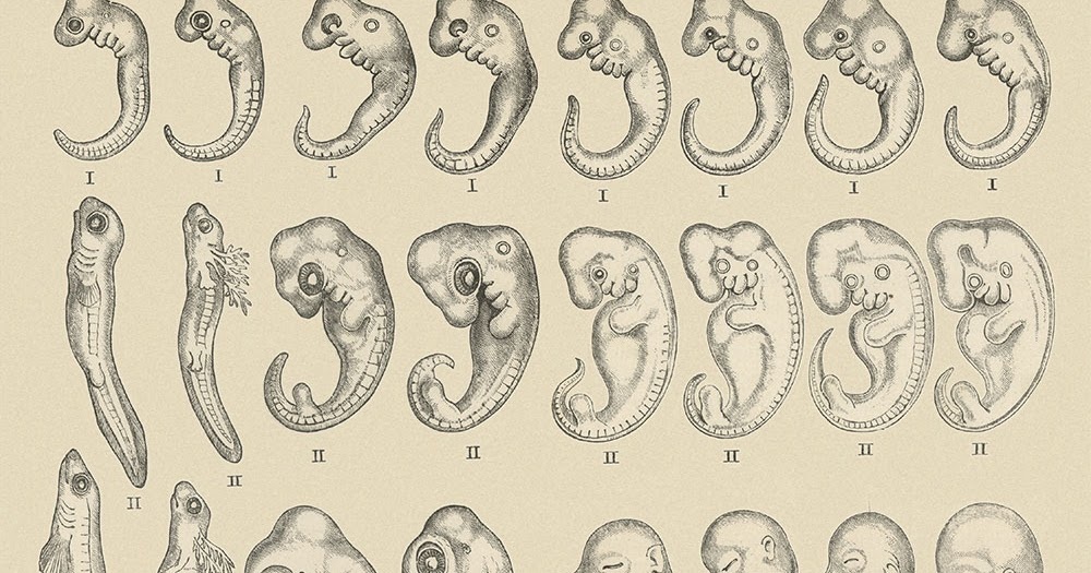 Aged 1870s biology textbook open to Haeckel's embryo comparison plate showing fish, salamander, tortoise, chick, pig, and human embryos appearing nearly identical, beside a modern acetate sleeve containing actual comparative embryo photographs showing they look strikingly different